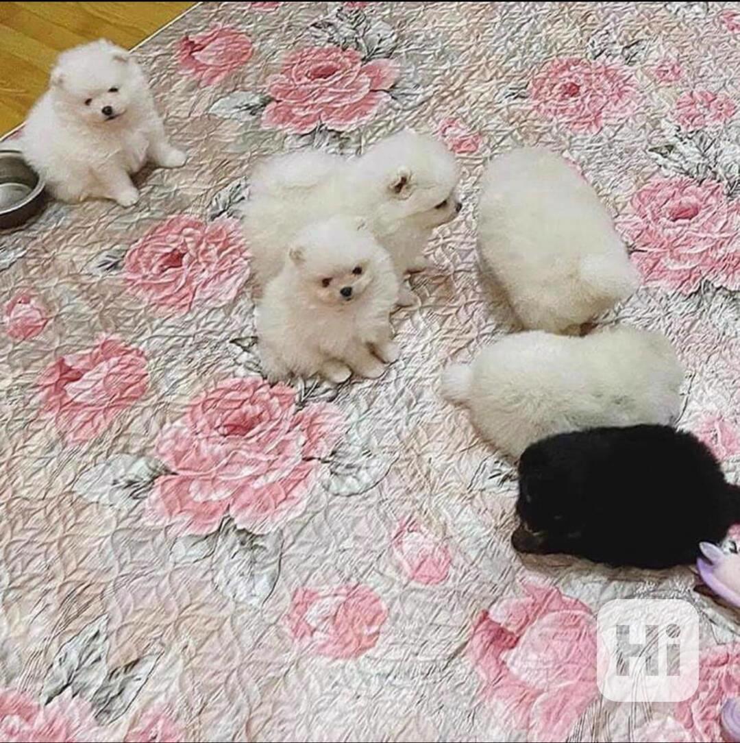 K dispozici krémově bílá štěňata pomeraniana - foto 1