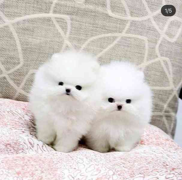 K dispozici krémově bílá štěňata pomeraniana - foto 2