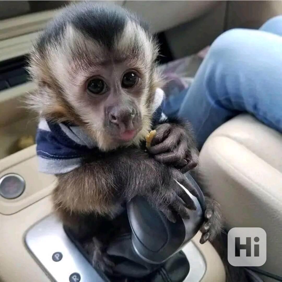  K dispozici kapucínské opice abs - foto 1