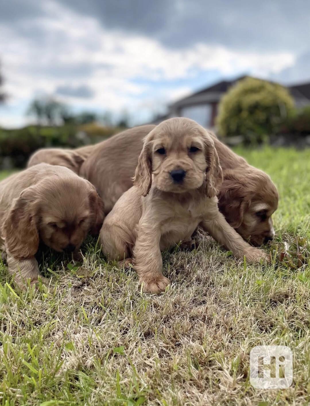 Štěňata kokršpaněla - foto 1