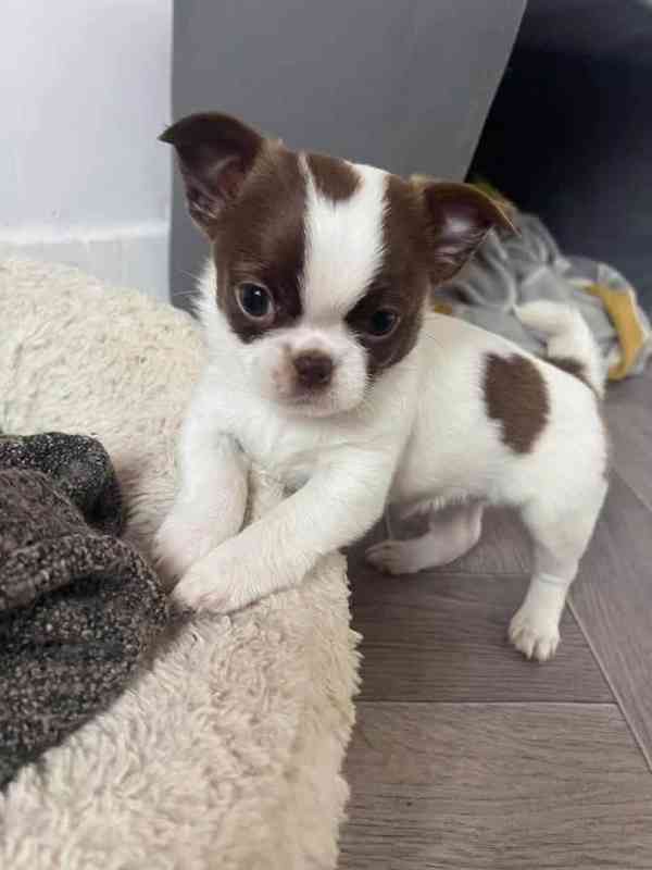 Štěňata čivavy - foto 1