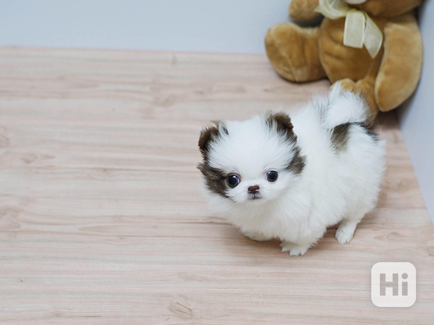 Pomeranian mini s pp - foto 1