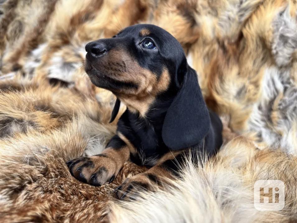 Jezevčík hladkosrstý trpasličí  - foto 1