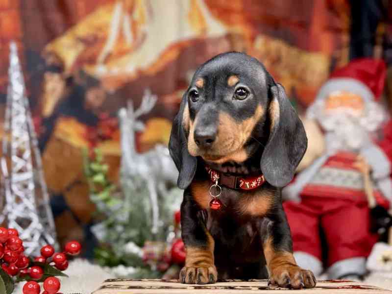 Jezevčík hladkosrstý trpasličí  - foto 1