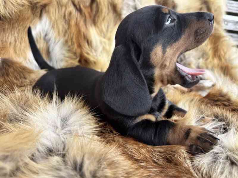 Jezevčík hladkosrstý trpasličí  - foto 2