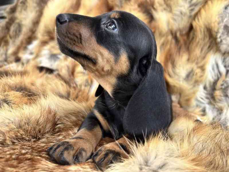 Jezevčík hladkosrstý trpasličí  - foto 5