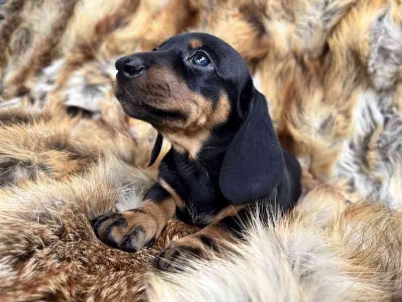 Jezevčík hladkosrstý trpasličí  - foto 1