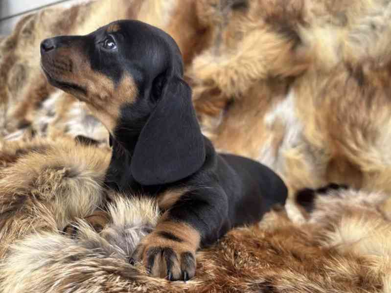 Jezevčík hladkosrstý trpasličí  - foto 3