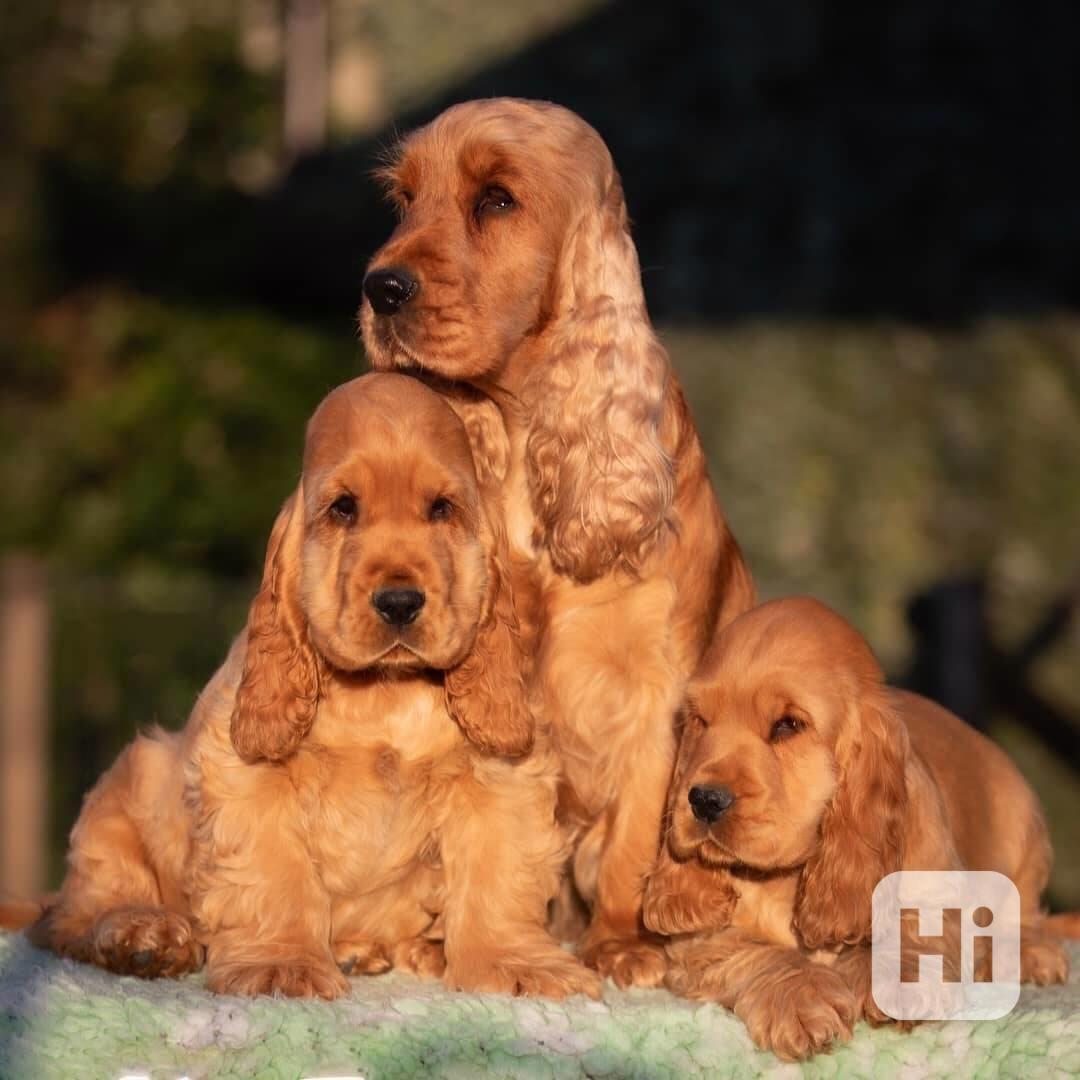🐶 Rozkošná štěňátka kokršpaněla - foto 1