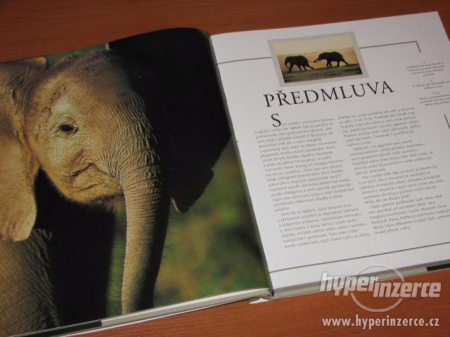 NOVÁ kniha * Jaké to je být slonem * - foto 4