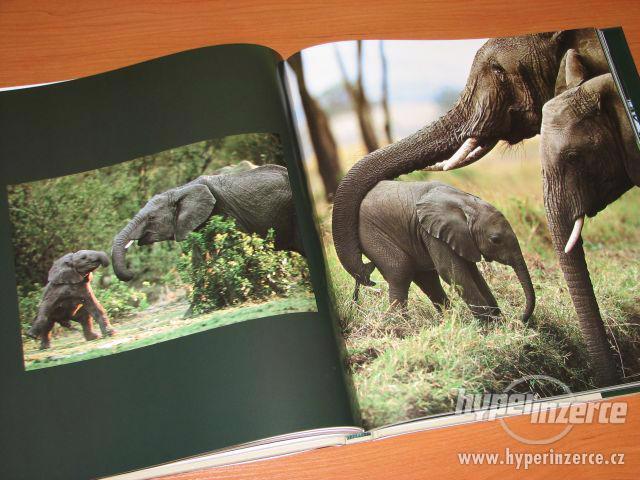 NOVÁ kniha * Jaké to je být slonem * - foto 8