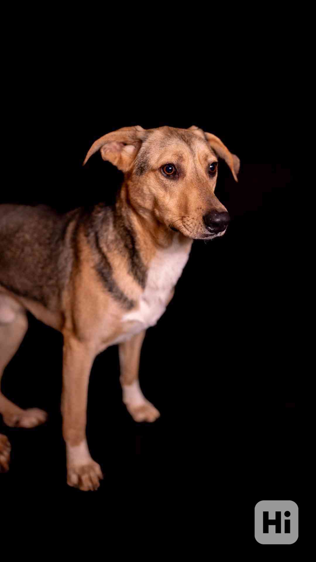 Bowie - hodné bojácnější štěně, kříženec, 10 měsíců  - foto 1