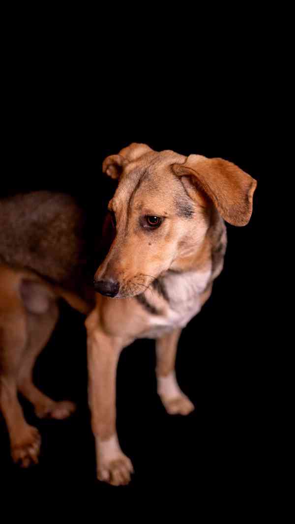 Bowie - hodné bojácnější štěně, kříženec, 10 měsíců  - foto 2