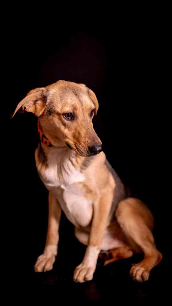 Bowie - hodné bojácnější štěně, kříženec, 10 měsíců  - foto 4