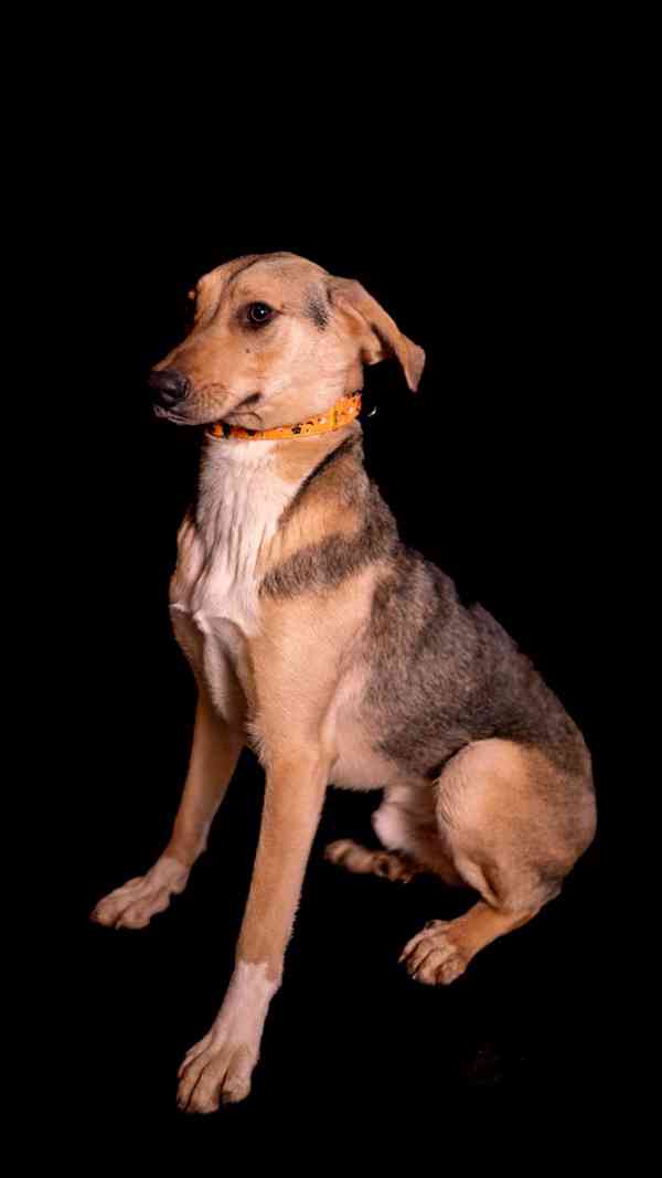 Bowie - hodné bojácnější štěně, kříženec, 10 měsíců  - foto 3