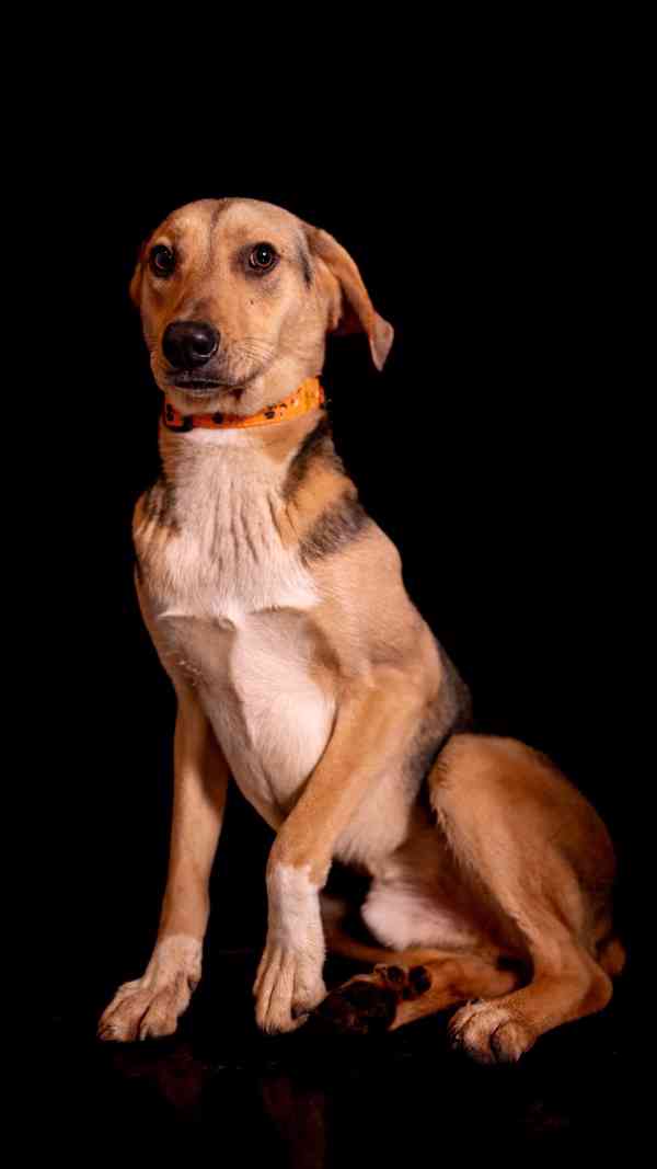 Bowie - hodné bojácnější štěně, kříženec, 10 měsíců  - foto 5