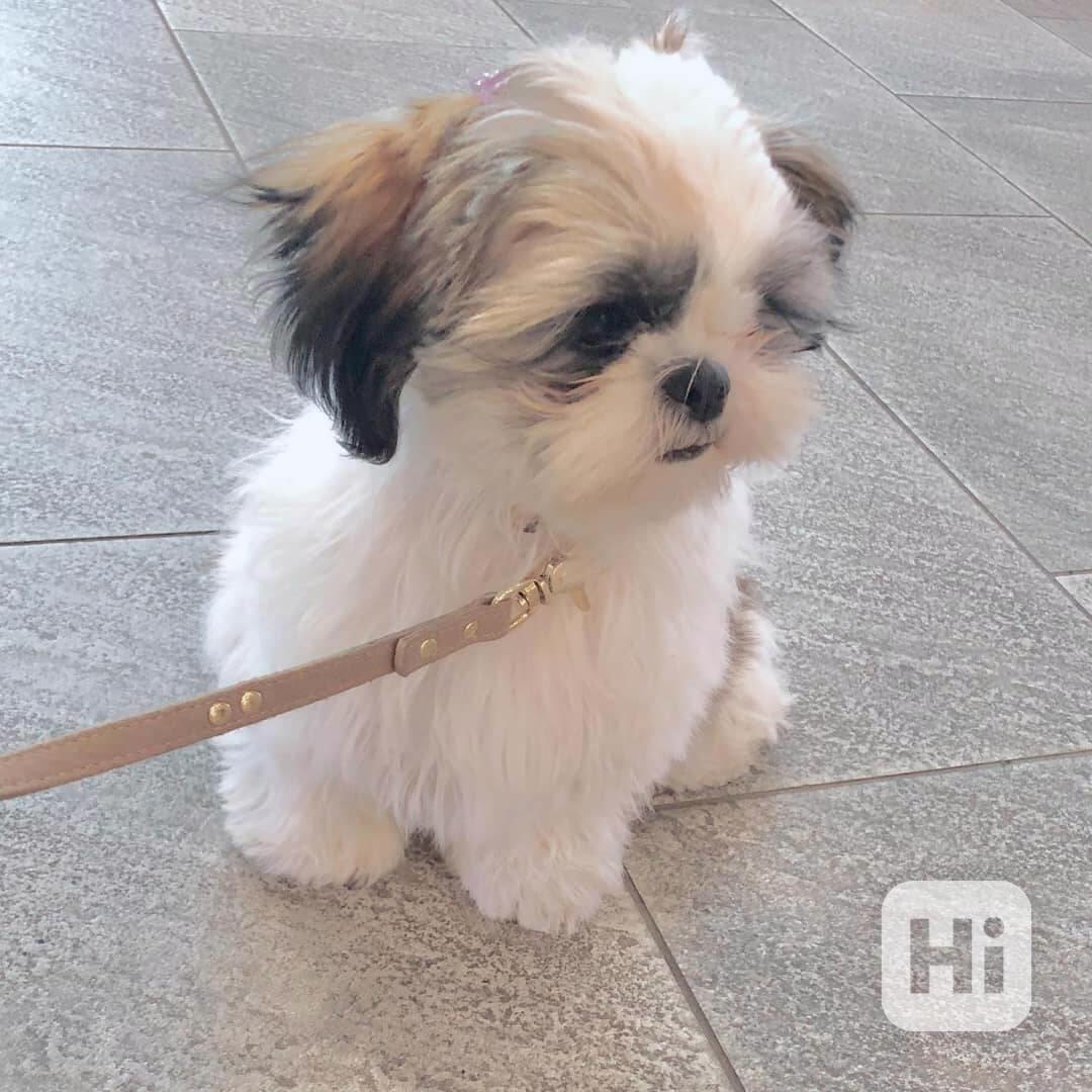 Štěně Shih Tzu k adopci - foto 1