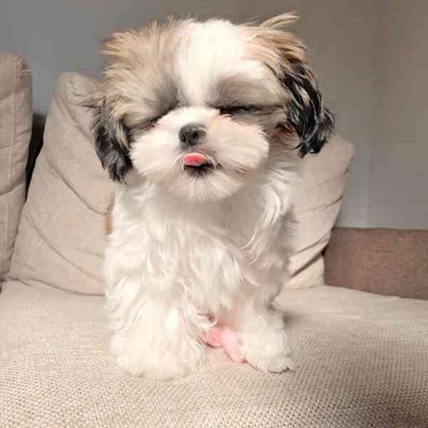 Štěně Shih Tzu k adopci - foto 3