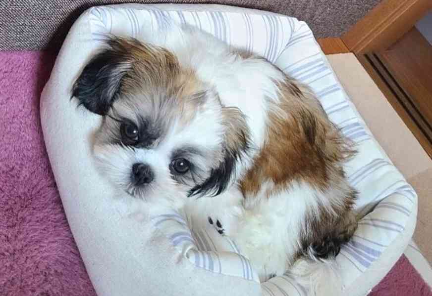 Štěně Shih Tzu k adopci - foto 2