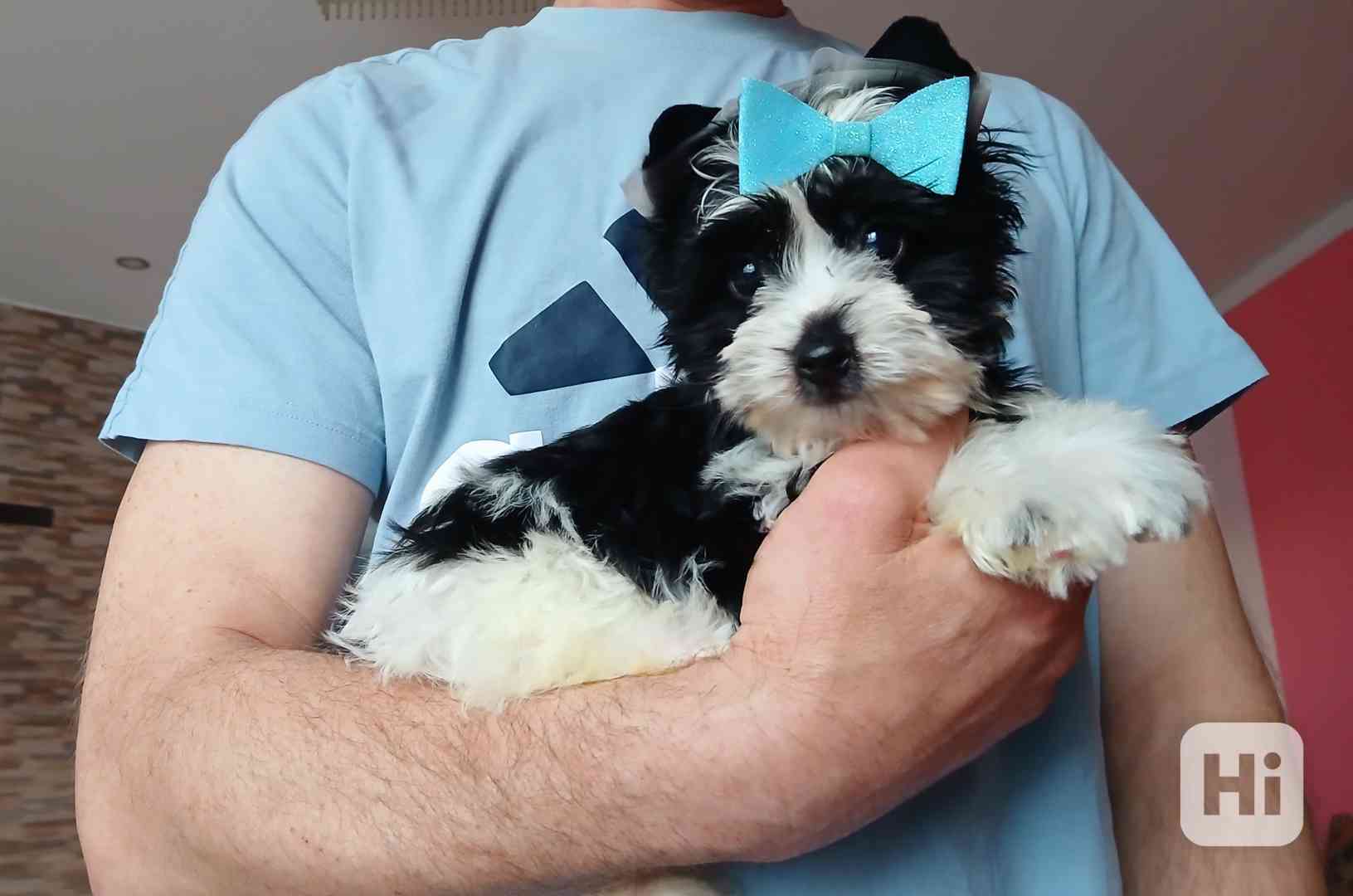 Biewer jorkširský terier klouček  - foto 1