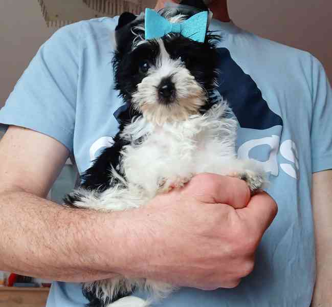 Biewer jorkširský terier klouček  - foto 2