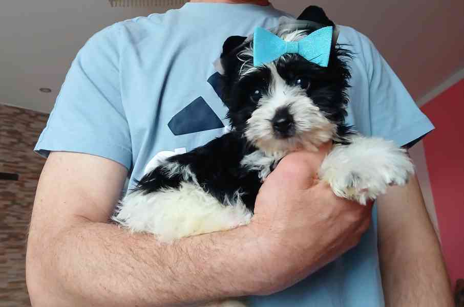 Biewer jorkširský terier klouček 