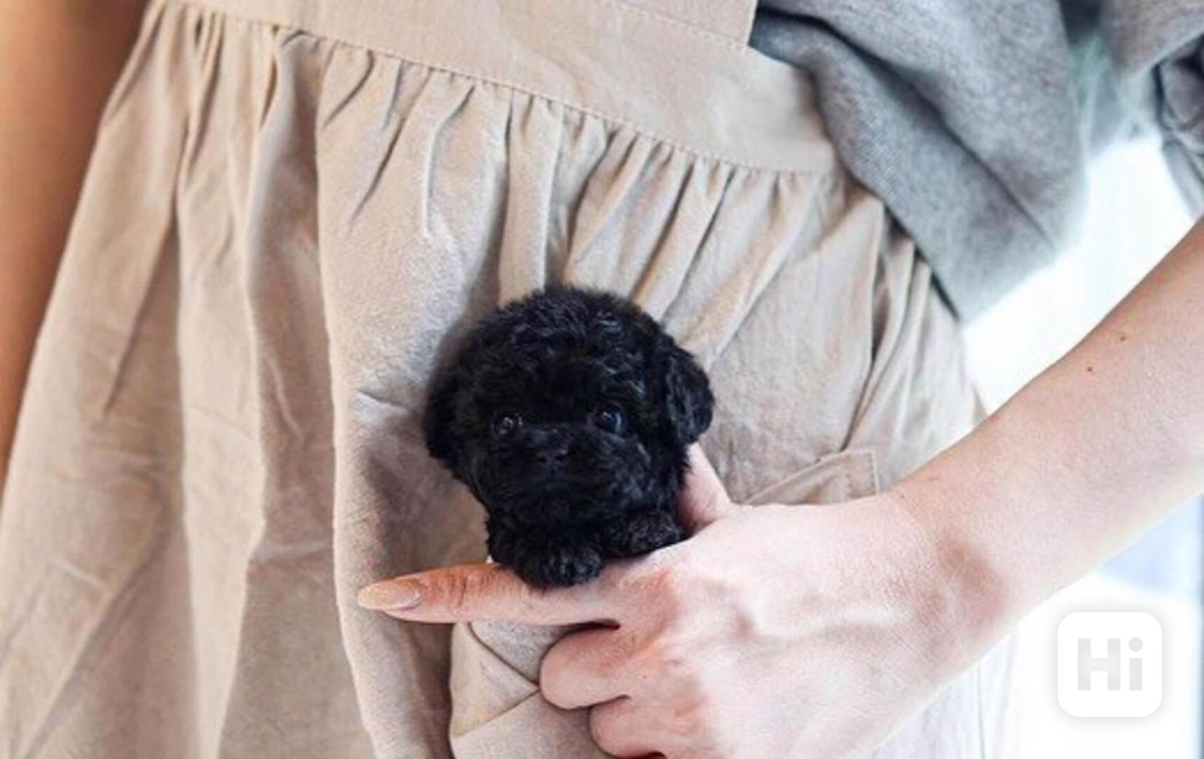 Black Poodle puppy  - foto 1