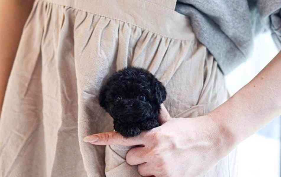 Black Poodle puppy 