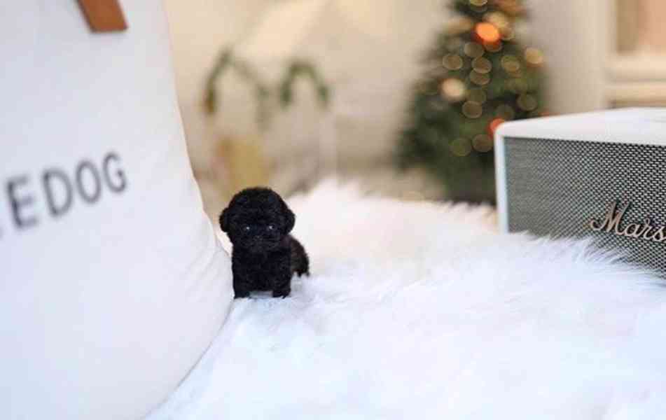 Black Poodle puppy  - foto 3