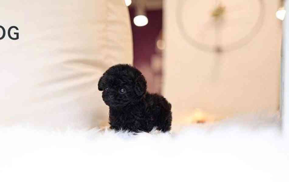 Black Poodle puppy  - foto 2