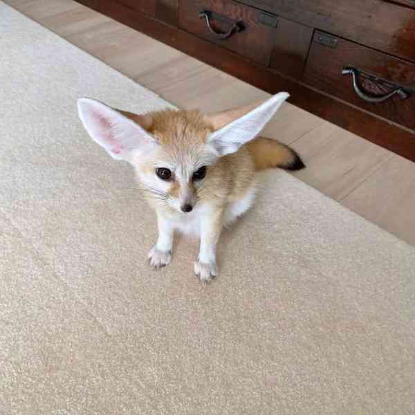 Fennec liška k bezplatné adopci zcela dárek  - foto 2
