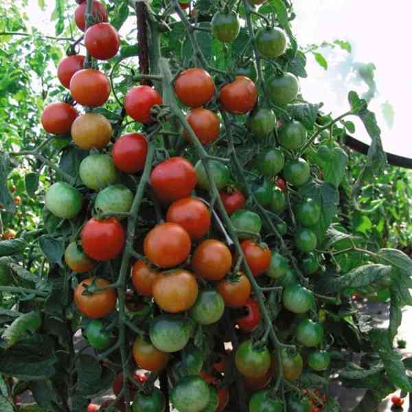 semena rajče Cherrola F1 - foto 1