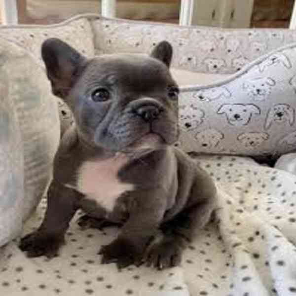 fench bulldog puppy - foto 1