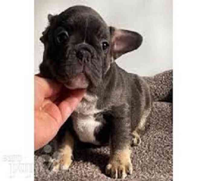 fench bulldog puppy - foto 2