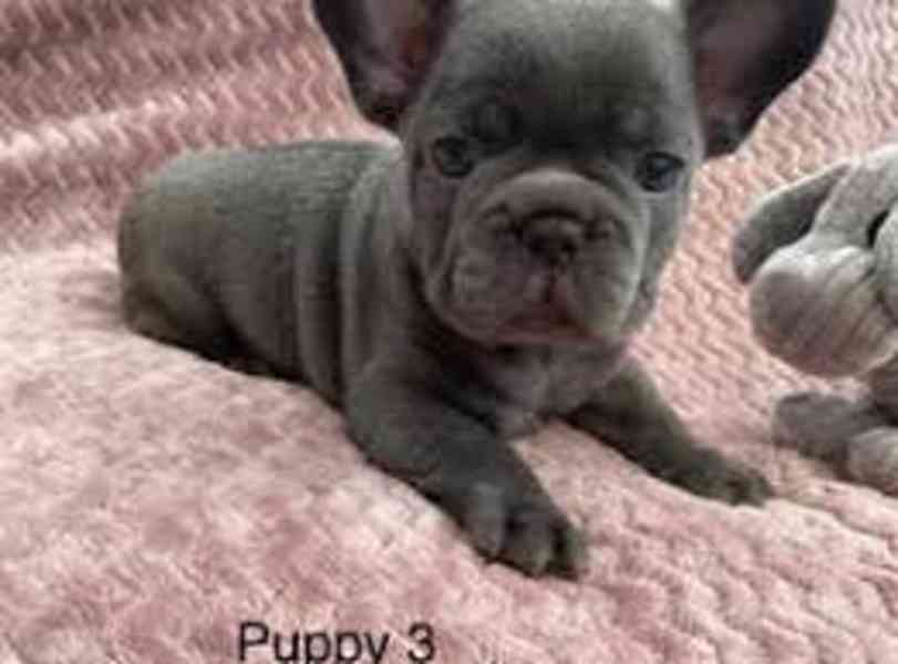 fench bulldog puppy - foto 3