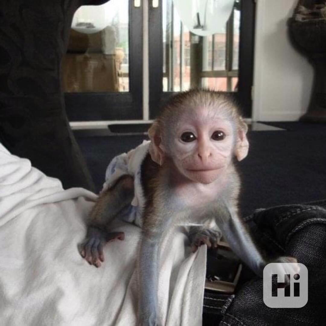Přátelské kapucínské opice k adopci - foto 1