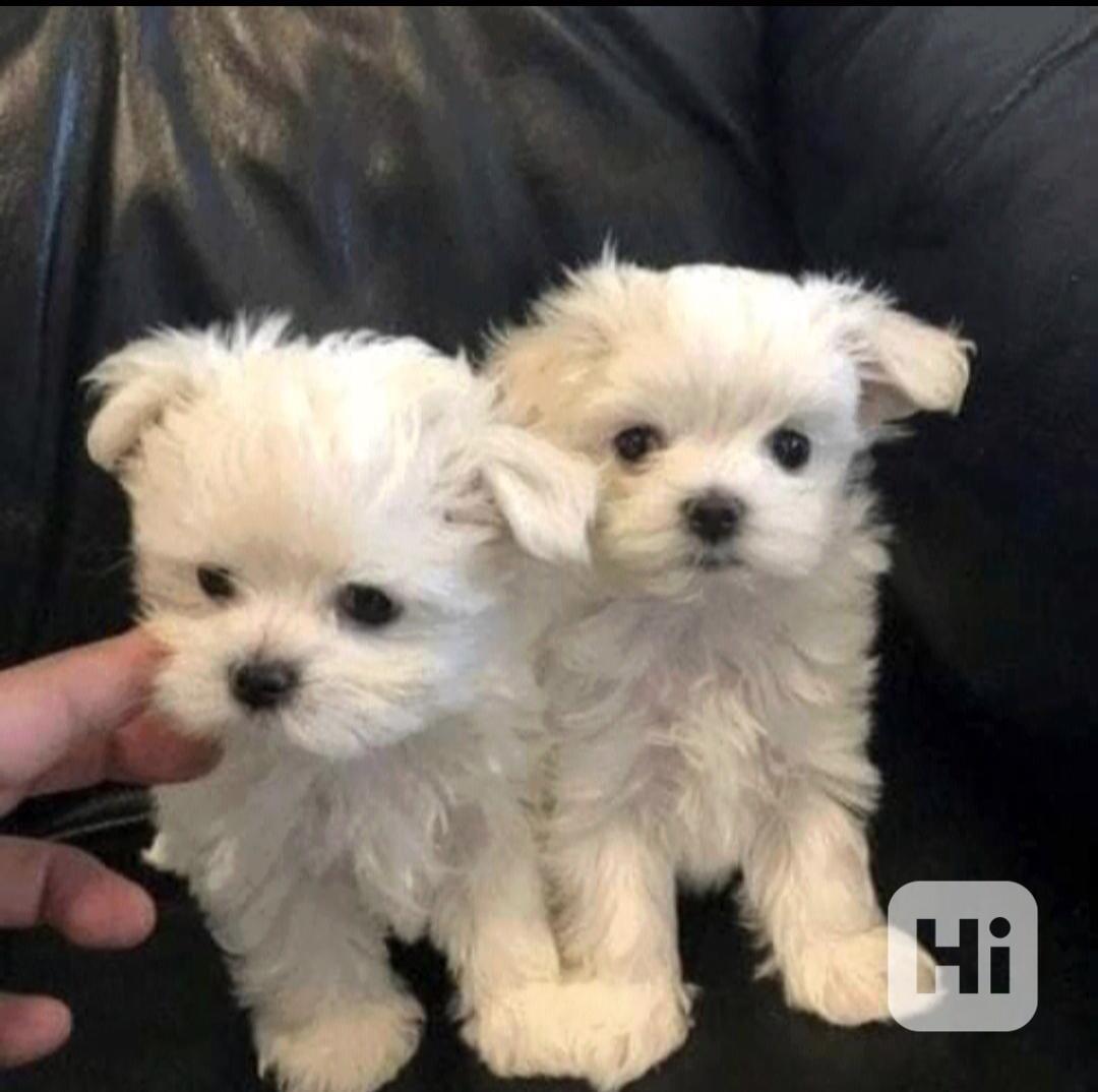 Štěňata maltézského ovčáka hledají domov.  - foto 1