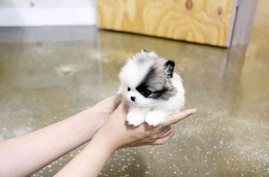 Německý špic trpasličí (Pomeranian) Štěňátka - foto 2