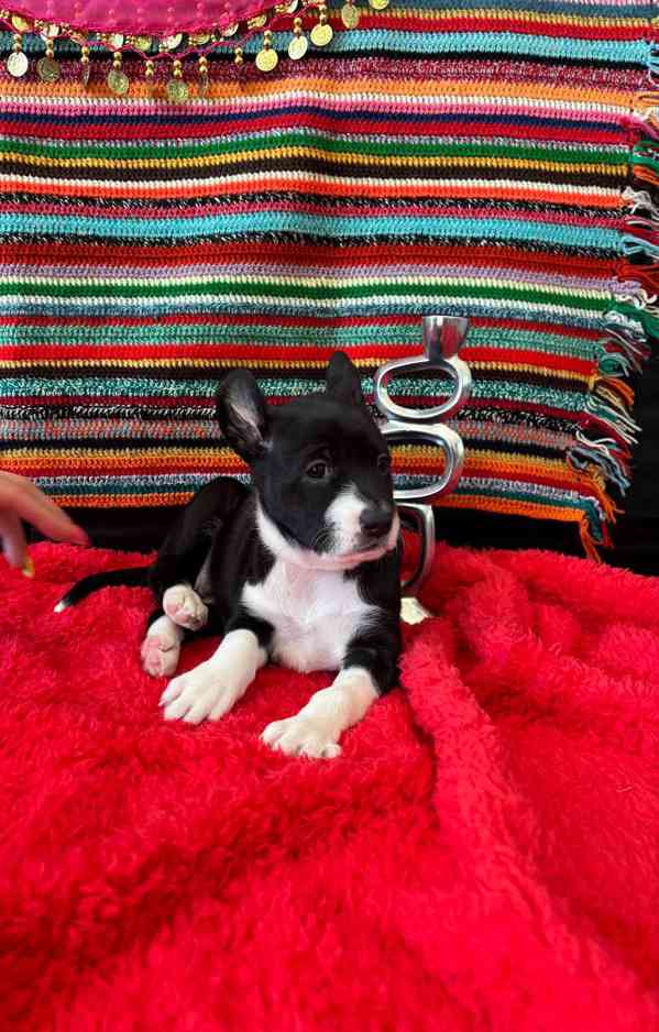 Peruánský naháč  k odběru  - foto 10