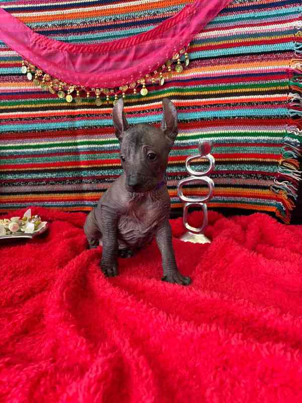 Peruánský naháč  k odběru  - foto 11
