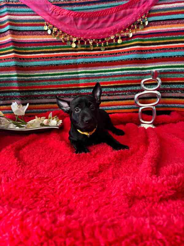 Peruánský naháč  k odběru  - foto 12