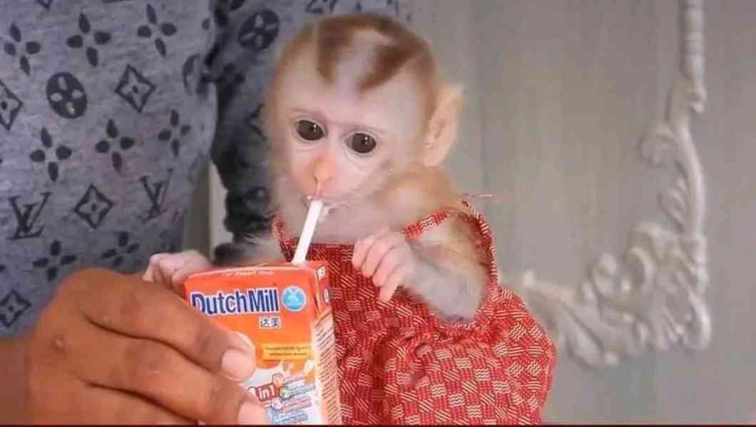 Kapucínská opice na prodej - foto 1