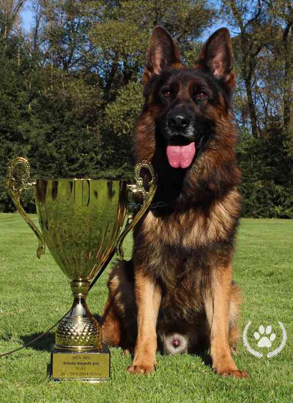 německý ovčák štěňátka s PP černá se znaky - foto 7