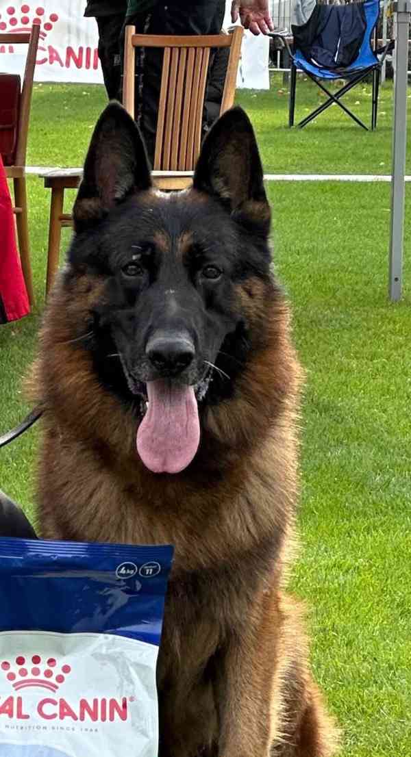 německý ovčák štěňátka s PP černá se znaky - foto 8