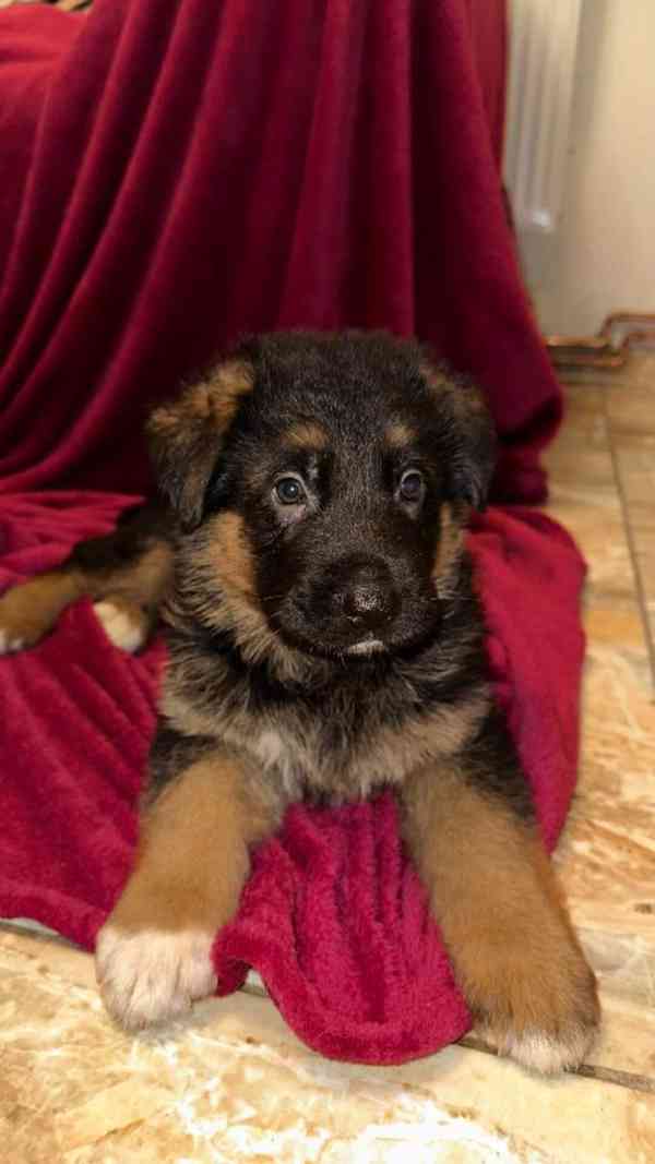 německý ovčák štěňátka s PP černá se znaky - foto 6