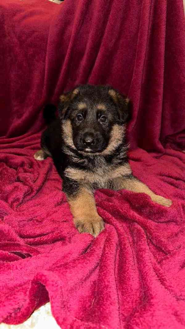 německý ovčák štěňátka s PP černá se znaky - foto 1