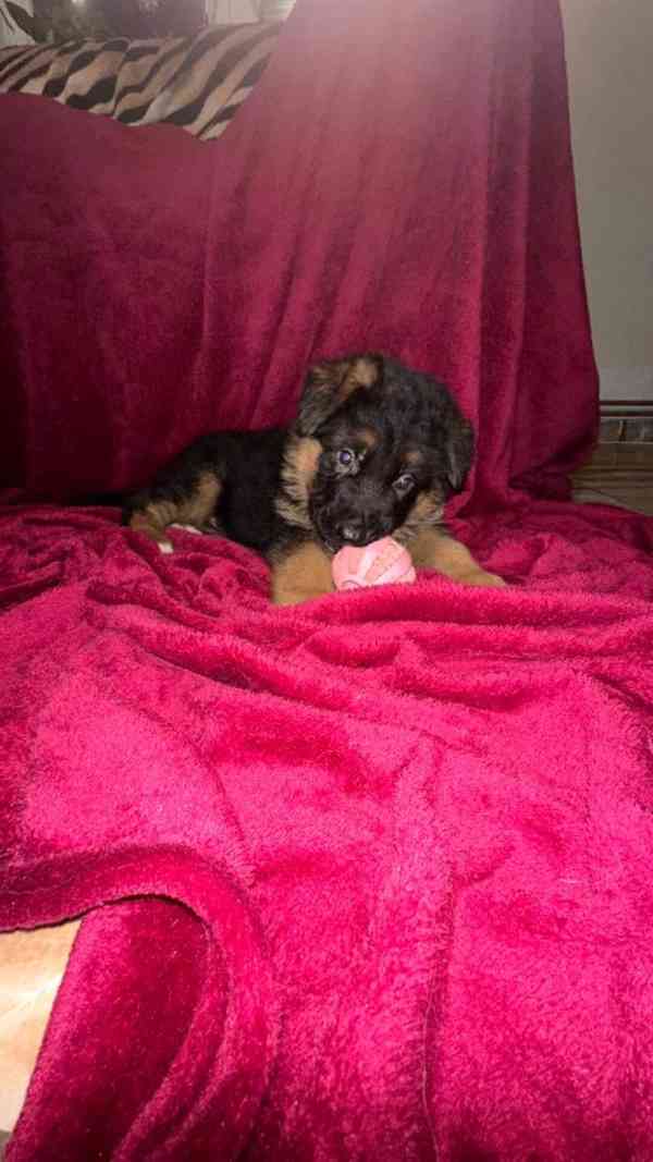 německý ovčák štěňátka s PP černá se znaky - foto 3