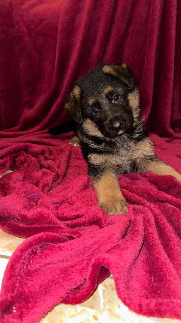 německý ovčák štěňátka s PP černá se znaky - foto 4