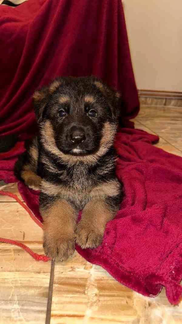 německý ovčák štěňátka s PP černá se znaky - foto 5