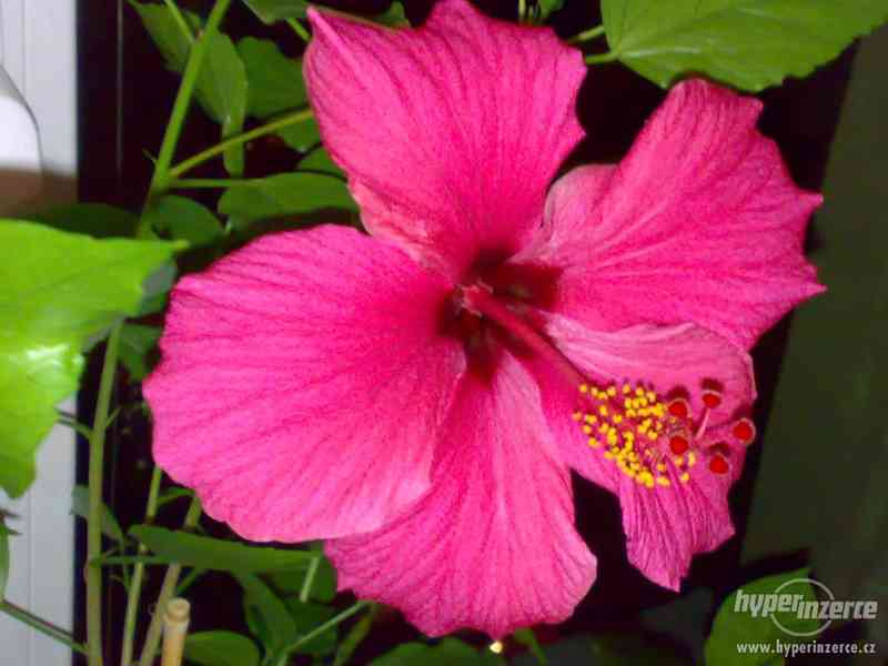 Ibišek pokojový, růžové jednoduché květy - foto 1